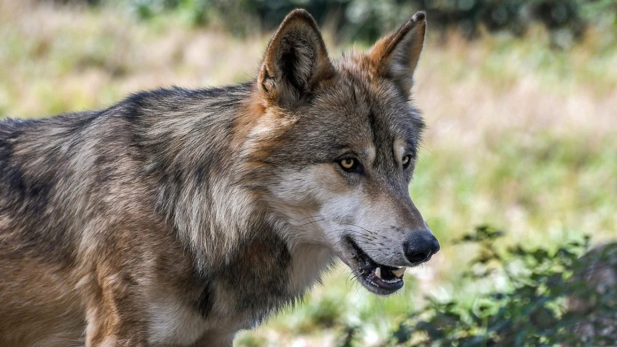 Un loup aurait été photographié dans le nord de la France, une