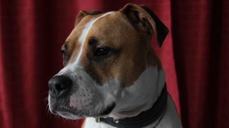 Toulouse : il refuse de museler son chien dans le métro et menace les agents avec une seringue