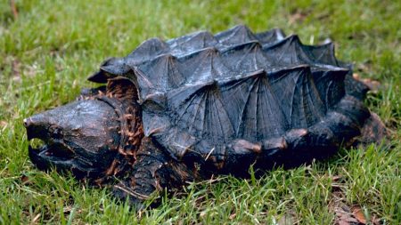 Haute-Garonne : une nouvelle tortue alligator découverte le long du canal du Midi