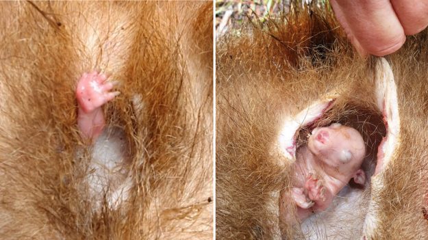 Une vidéo étonnante montre un bébé wombat sortir sa patte de la poche de sa mère décédée comme pour appeler à l’aide
