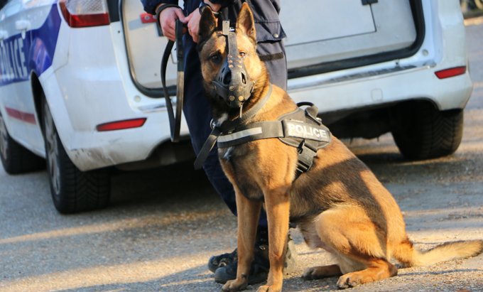 Le chien Lipton, de la brigade canine du Chesnay, a retrouvé la trace d’une pensionnaire d’un centre hospitalier qui avait quitté l’établissement pieds nus et en chemise de nuit. Crédit : Police nationale des Yvelines. 