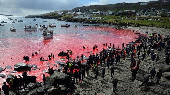 Les gens se rassemblent devant la mer, colorée en rouge, lors d'une chasse aux dauphins à Torshavn, aux îles Féroé.      (Photo : ANDRIJA ILIC/AFP via Getty Images)