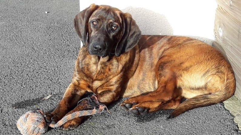 Onnie la chienne des pompiers (Crédit : Sapeurs-pompiers du Morbihan - SDIS 56)