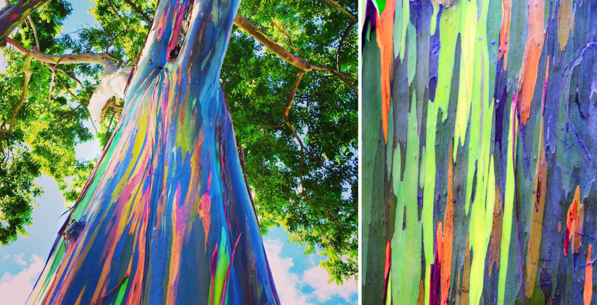 L'eucalyptus arc-en-ciel : l'arbre le plus coloré au monde - Vidéo  Dailymotion