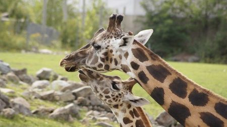 [Vidéo] Naissance surprise d’un bébé girafe au zoo du Bassin d’Arcachon, une première pour l’établissement