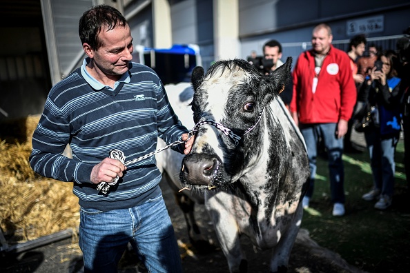 L'agriculteur Gilles Druet accompagné de la vache muse du salon de 2019, Imminence. Le 22 février 2019 au Salon international de l'agriculture à Paris. (Photo : STEPHANE DE SAKUTIN/AFP via Getty Images)