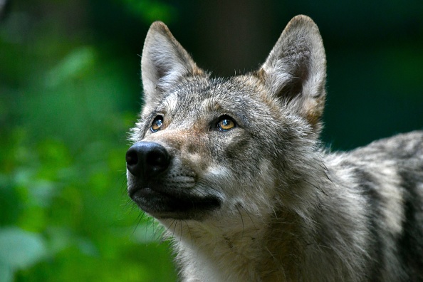 Espèce menacée, le loup est donc protégé. (Photo :  PATRIK STOLLARZ/AFP via Getty Images)