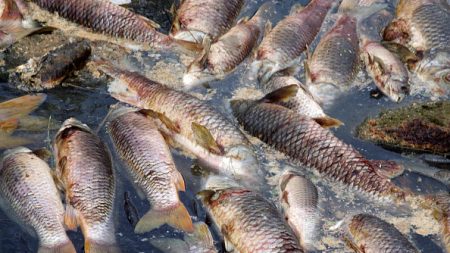 Ardennes : la Fédération de pêche porte plainte contre Nestlé pour pollution après la mort de milliers de poissons