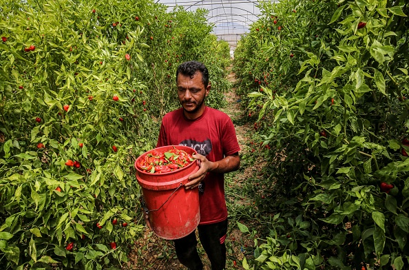 -Un agriculteur palestinien porte un seau de poivrons récoltés à l'intérieur d'une serre d'une ferme de l'ancienne colonie juive de Gadid, à Khan Yunis, dans le sud de la bande de Gaza, le 10 août 2020. -Photo SAID KHATIB / AFP via Getty Images.