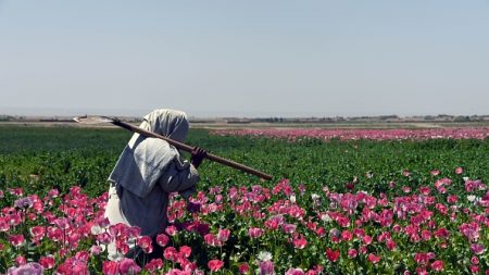 Les Afghans poussés vers les champs de pavots par la guerre et le coronavirus