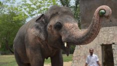 L’éléphant le plus solitaire du monde enchaîné depuis 35 ans se dirige enfin vers un nouvelle vie