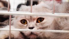 Journée internationale du chat : bond d’abandons pendant l’été