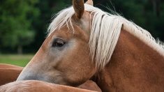 Loire : un cheval déjà mort cruellement mutilé pendant la nuit