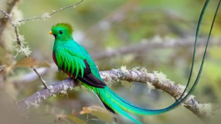 Découvrez le magnifique Quetzal, l’un des plus beaux oiseaux au monde