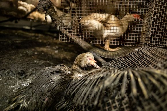 Canard recouvert d'excréments et des cages défoncées. (Photo de L214 - Ethique & Animaux)