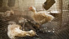 Pyrénées-Atlantiques: élevage de canards « insalubre », tous les sites de l’exploitant fermés
