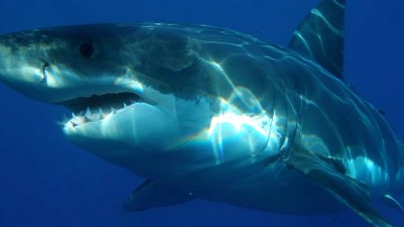 Une Allemande meurt après avoir été mordue par un requin au large des Canaries