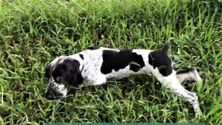 Un chiot de 7 mois, né sans cervelet, obtient une seconde chance dans la vie