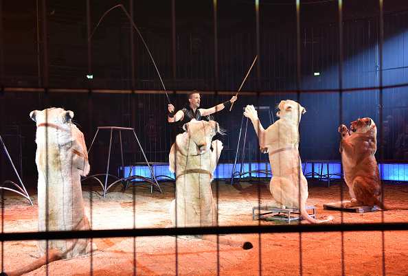 La présentation d'animaux sauvages dans les cirques itinérants va être progressivement interdite en France. (Photo Hannes Magerstaedt/Getty Images)