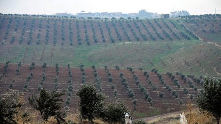 Les oliviers d’Afrine trouvent de nouvelles racines au Kurdistan irakien