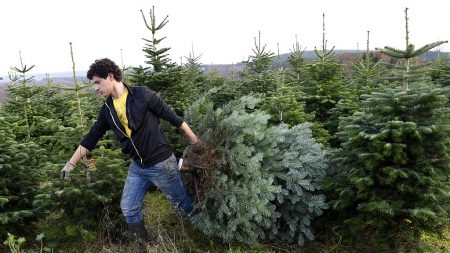 Les producteurs de sapins du Morvan inquiets avec la fermeture des commerces