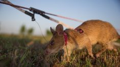 Royaume-Uni: un rat géant récompensé pour sa bravoure pour avoir détecté des mines antipersonel au Cambodge