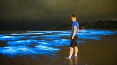 L’algue « Sea Sparkle » génère une bioluminescence féerique qui illumine les vagues à Irish Beach