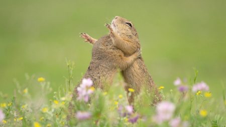 Un photographe capture deux adorables écureuils qui s’embrassent