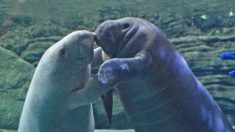 Deux lamantins réhabilités du zoo de Cincinnati retournent dans les eaux où ils sont nés en Floride