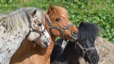 Un poney mort par strangulation en Vendée