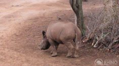 Un bébé rhinocéros orphelin et fougueux abattu par des braconniers se rétablit et retourne dans la nature
