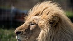 Le zoo de Saint-Martin-la-Plaine pourrait accueillir des animaux des cirques itinérants