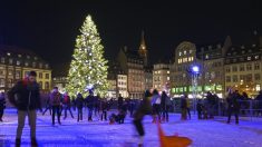 Le sapin du célèbre marché de Noël de Strasbourg tout juste prélevé en forêt mosellane