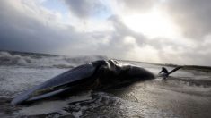 Une baleine retrouvée morte sur une plage de Seine-Maritime