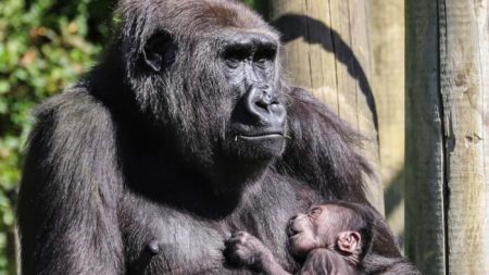 Après avoir perdu son premier bébé l’année dernière, une guenon berce son nouveau-né