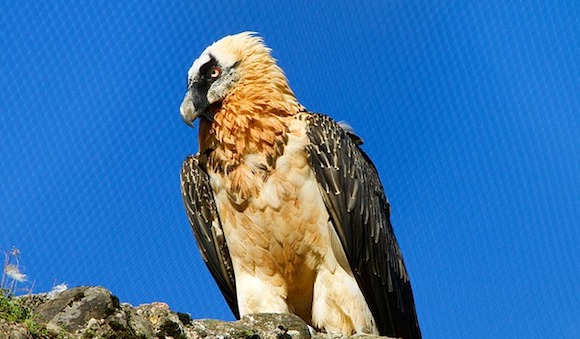 Le gypaète barbu est une espèce rare de vautour protégée. (Photo : crédit Pixabay/ID 422737)