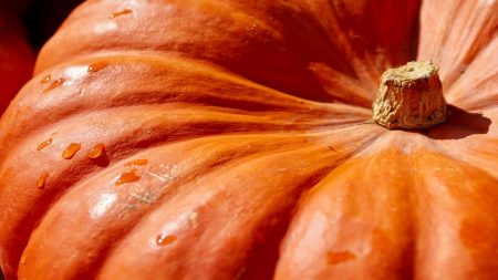 Dordogne : une citrouille de 443 kg cultivée par un éleveur de bovins