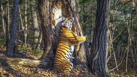 Un cliché impressionnant d’une tigresse étreignant un arbre remporte le prix du photographe animalier de l’année 2020