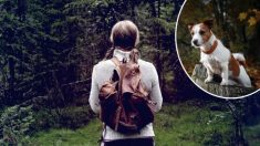 Aux États-Unies, une femme perdue dans les bois pendant 48 heures est retrouvée par Pocket, un chien de recherche
