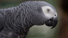 Angleterre : 5 perroquets retirés d’un zoo car ils insultaient les visiteurs et le personnel