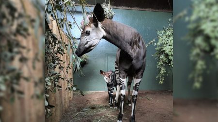 Un adorable bébé okapi, né au zoo de Londres pendant le confinement, fait ses premiers pas « chancelants »