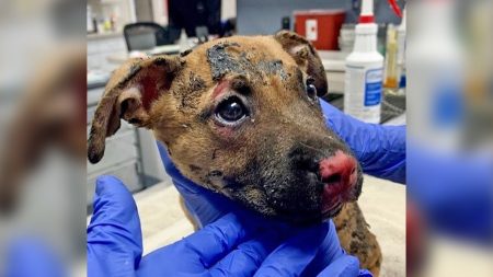 Un chiot gravement brûlé est sauvé et adopté après avoir été mis en feu dans une caisse en plastique