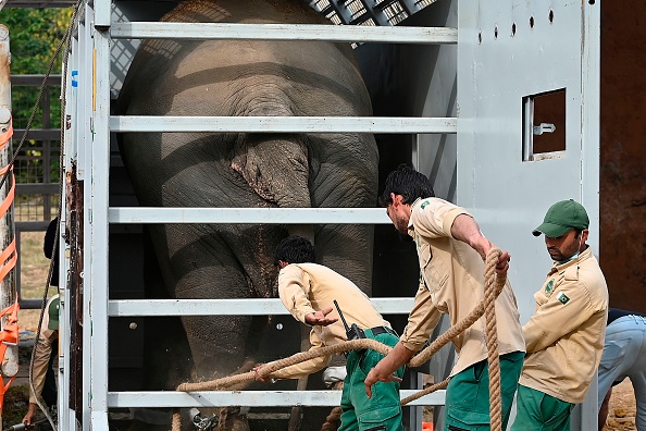 Le transfert de Kaavan au Cambodge est le résultat d'une campagne de mobilisation qui a duré des années. (Photo AAMIR QURESHI/AFP via Getty Images)