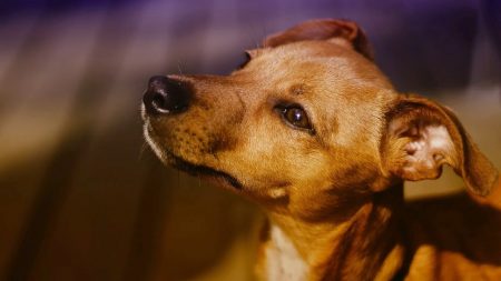 Deux-Sèvres : 17 chiens volés et retrouvés attendent encore leurs propriétaires