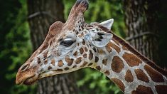 Haute-Garonne : mort inexpliquée d’une girafe gestante dans le zoo African Safari de Plaisance-du-Touch