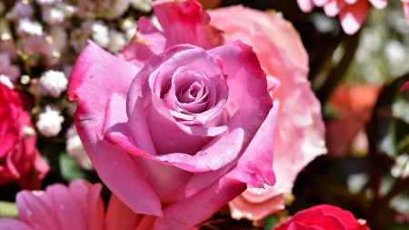 L’origine du don des 3000 bouquets de fleurs au CHU de Toulouse a été identifiée