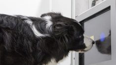 Ardèche : le chien truffier Mirette est rentrée chez elle après avoir été volée