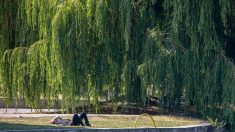 À Bures-sur-Yvette, dans l’Essonne : ils découpent le magnifique saule du parc à la place d’un arbre mort