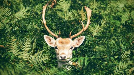 Canada : atteint d’une flèche dans la tête, un cerf est sauvé par les habitants d’un village