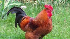 Ardèche : le meurtrier du coq Marcel condamné à cinq mois avec sursis